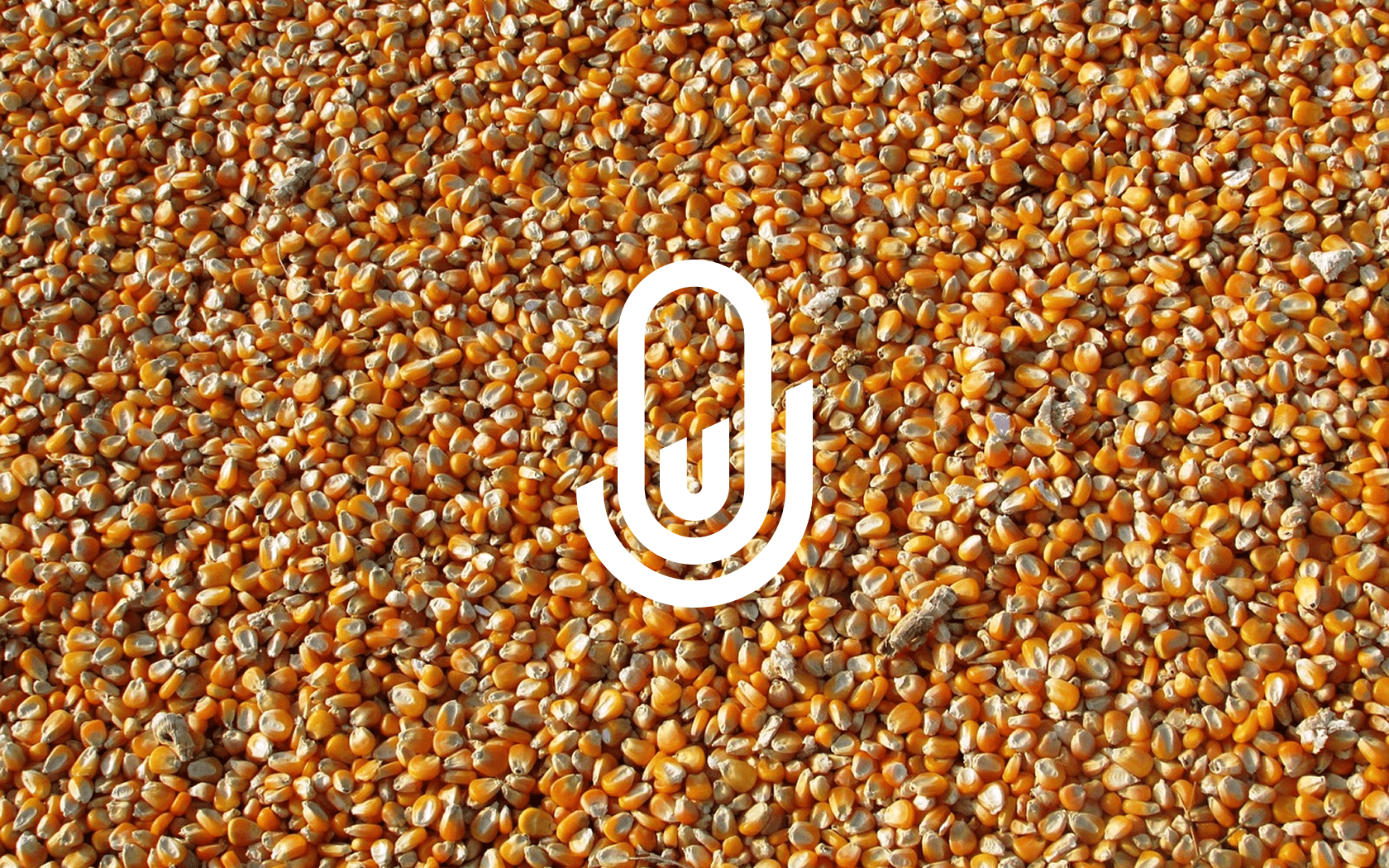 Фірмовий логотип Euroseed на фоні кукурудзяного насіння — унікальний стиль для насінництва, фірмовий стиль для агровиробника Україна, Київ